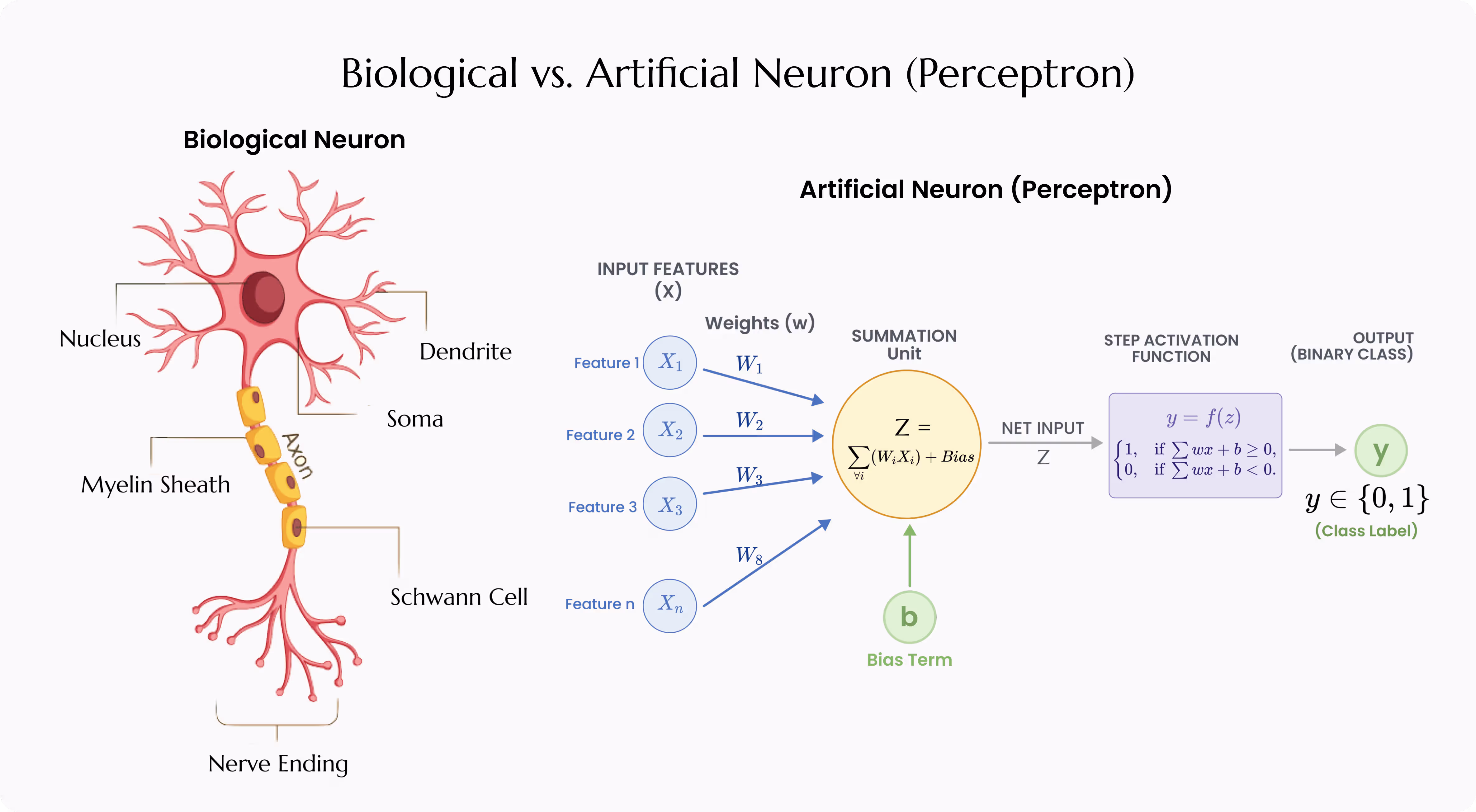Side-by-side comparison diagram of a biological neuron with dendrites, soma, and axon, next to an artificial neuron with inputs, weights, summation, and activation function.